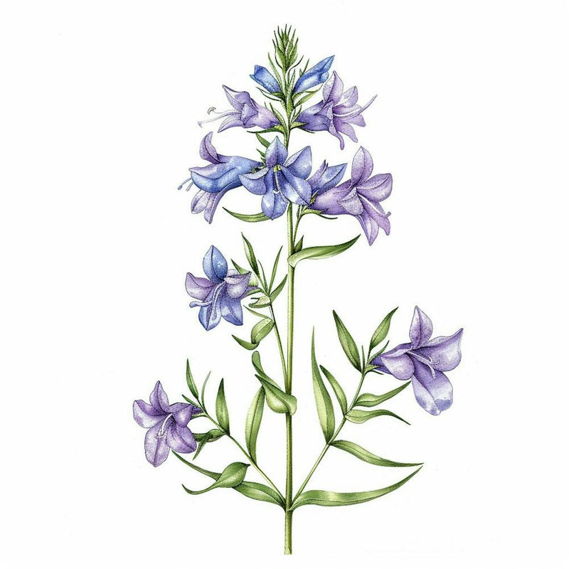 Bluebells 3