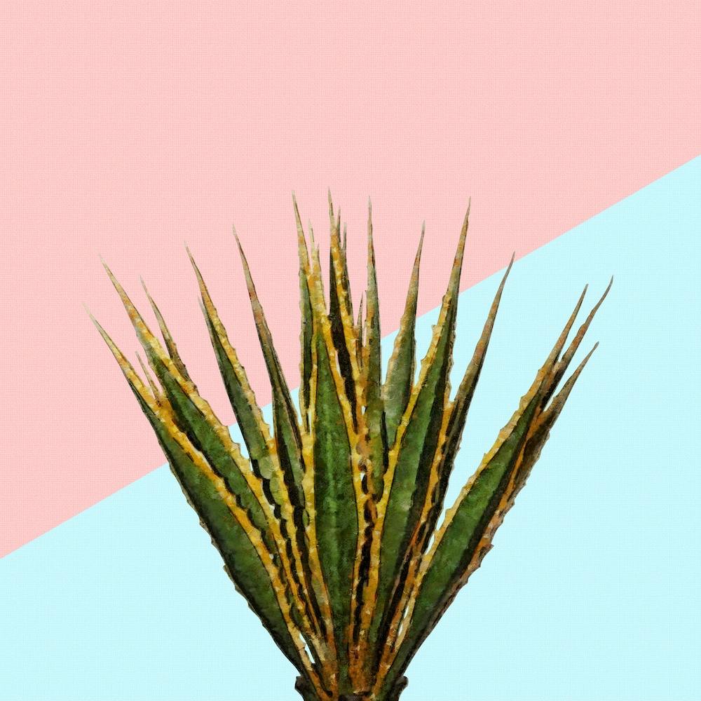 Agave Plant on Pink and Teal Wall