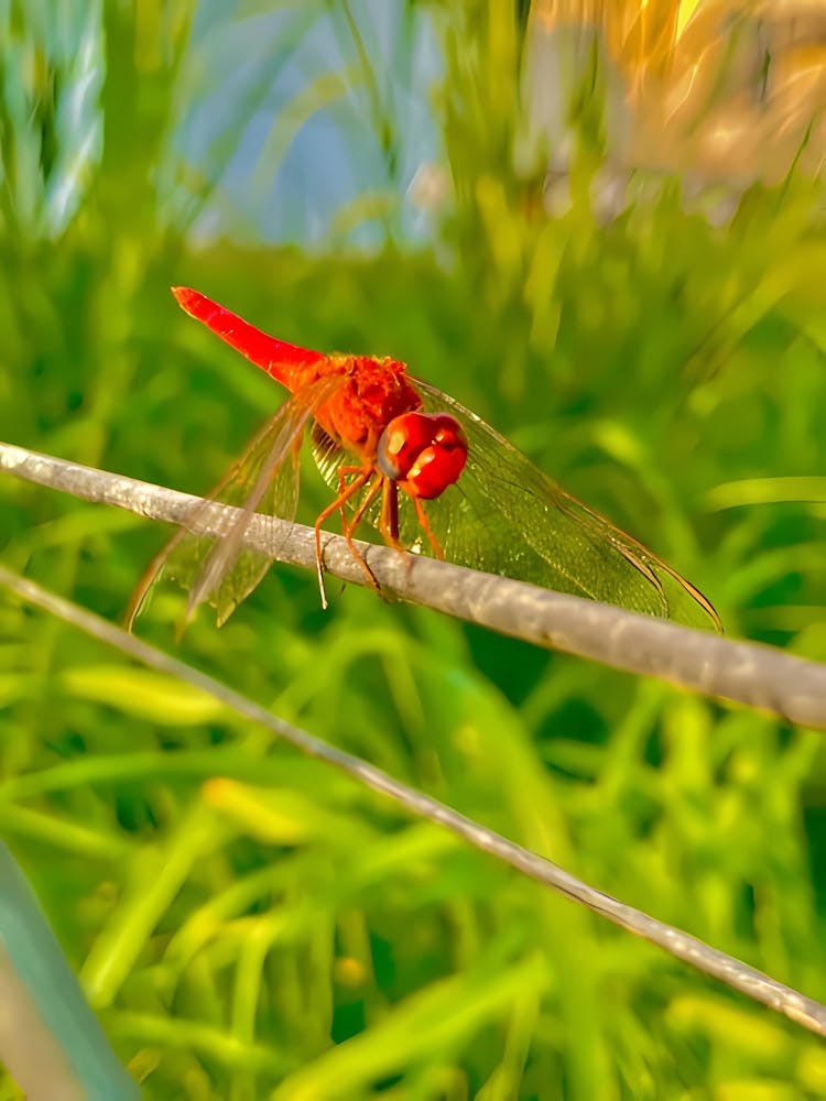 Dragonfly on a tree branch