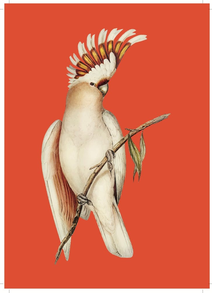 Cockatoo - Orange