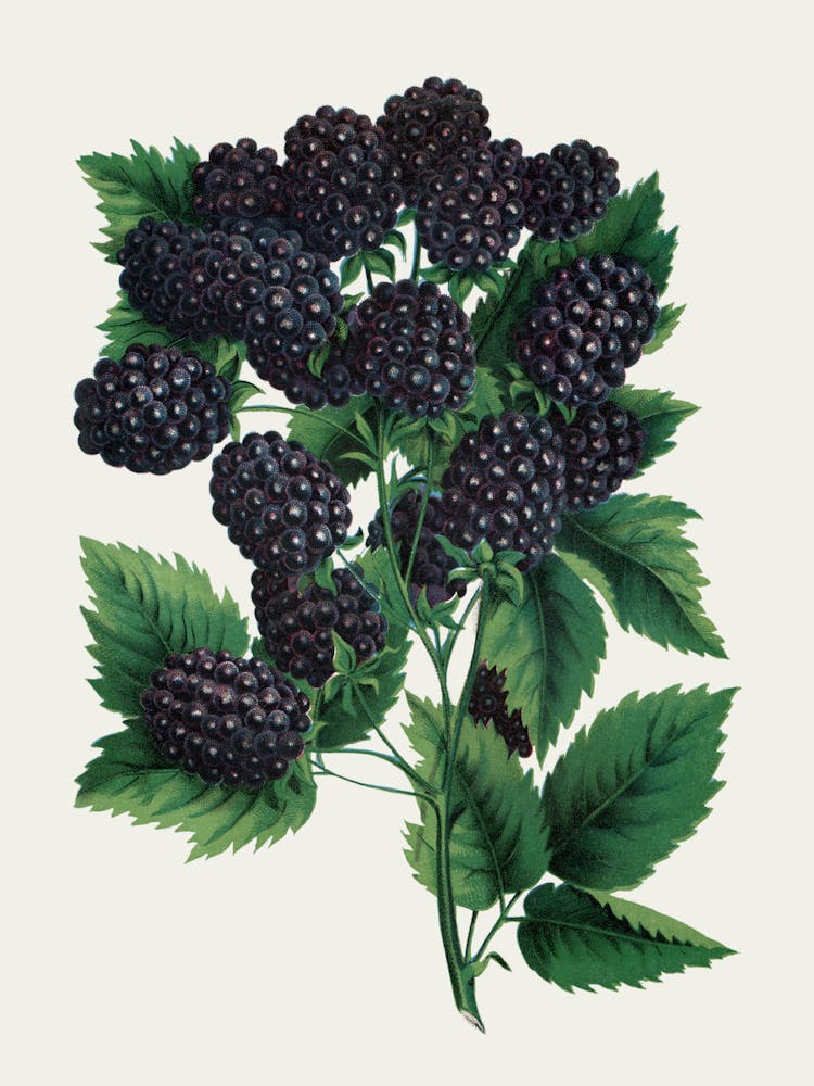 Blackberry 1