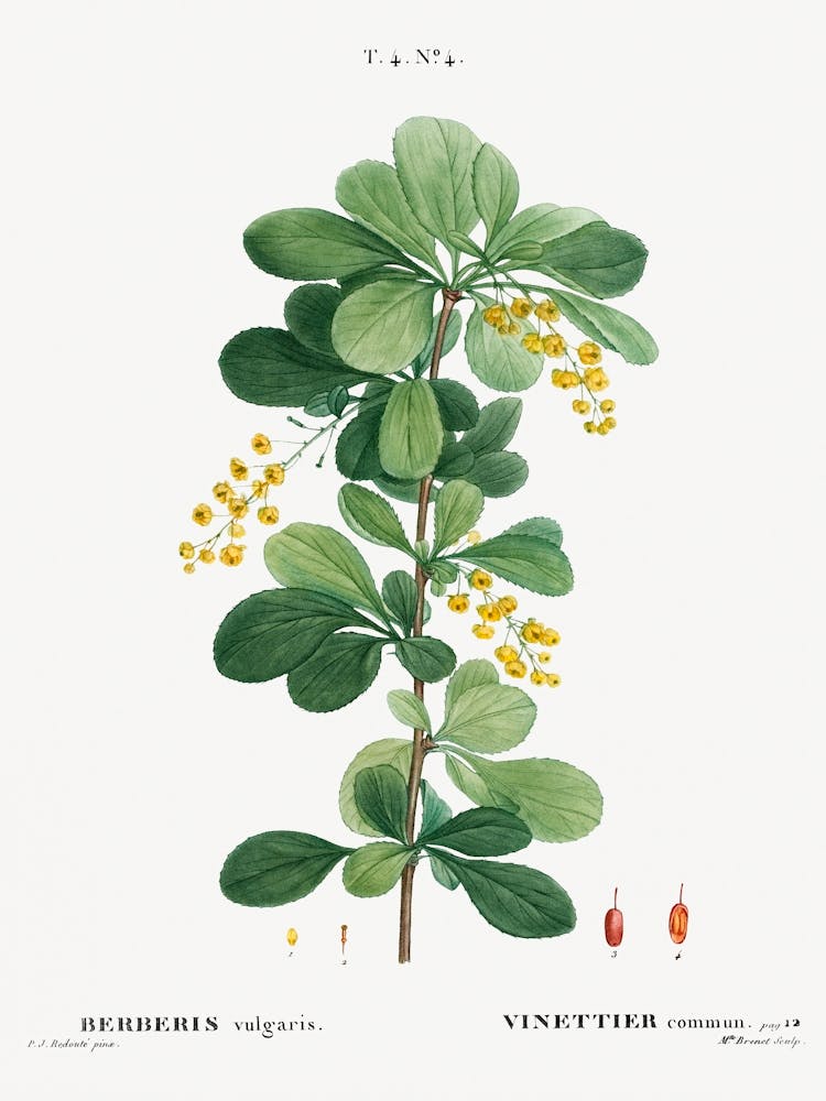 Common Barberry, Pierre Joseph Redoute