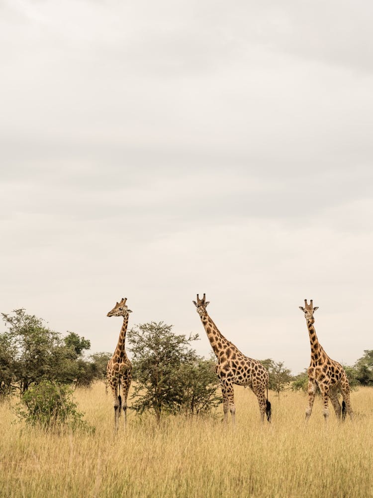 Giraffes in Uganda