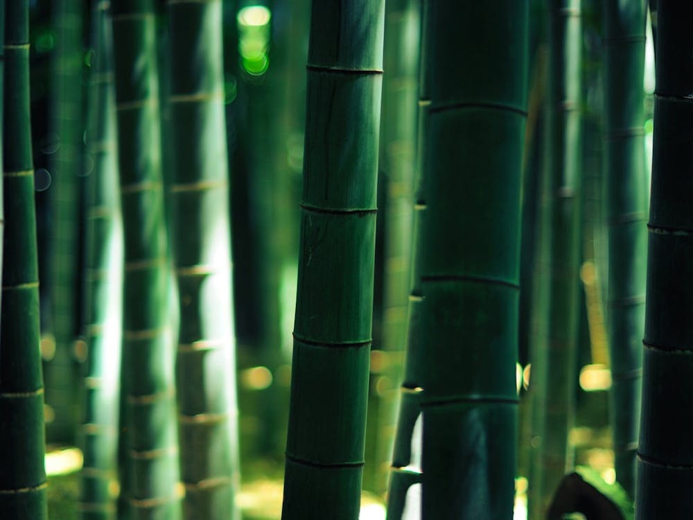 Bamboo Forest 4