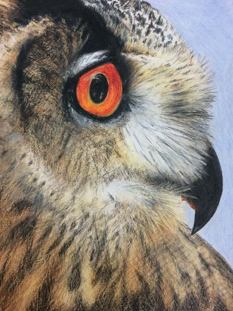 Owl Portrait in Pencil Crayon