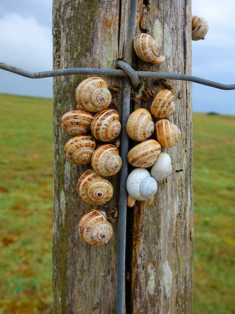 Snails On A Fence Post