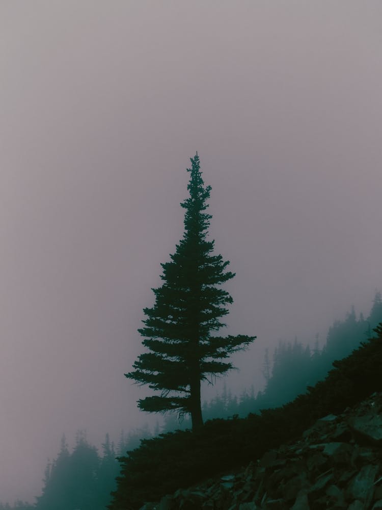 Lone Tree