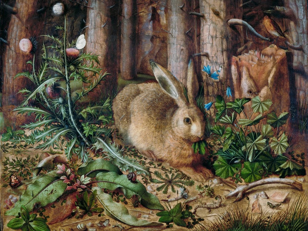 Rabbit In The Woods
