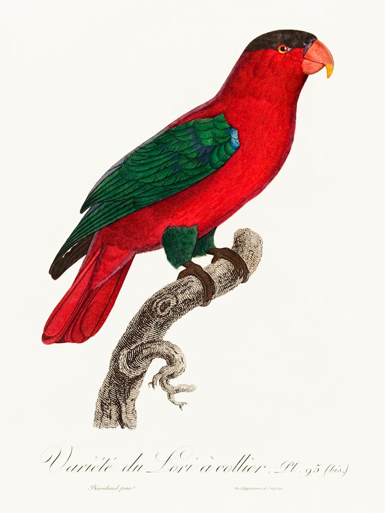 The Purple Naped Lory From Natural History Of Parrots, Francois Levaillant 1
