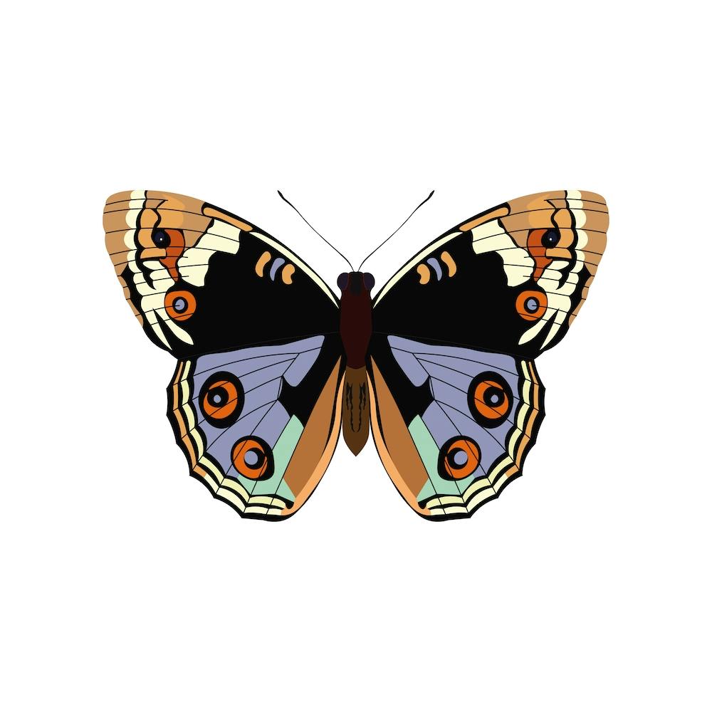 American Lady Butterfly Square