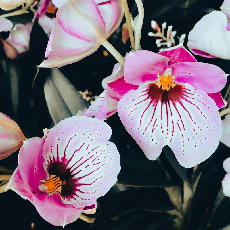 In The Garden Pink Orchids