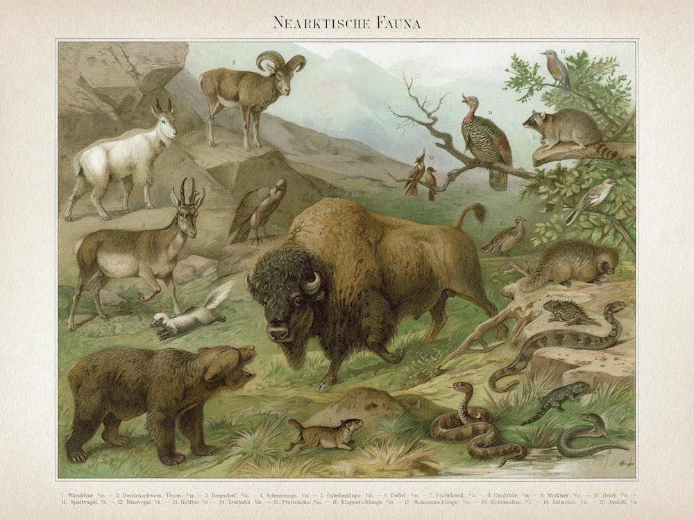 Vintage Meyers 4 Nearktische Fauna