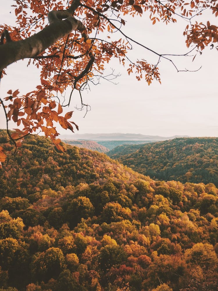 Autumn Forest Scenery