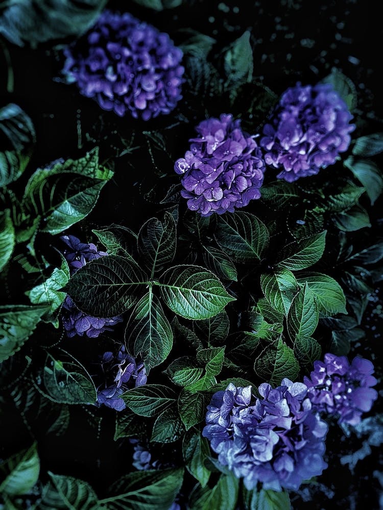 Flower Deep Love