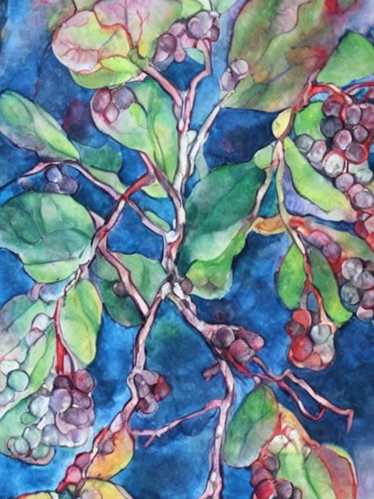 Salal Berry Classic Fruit
