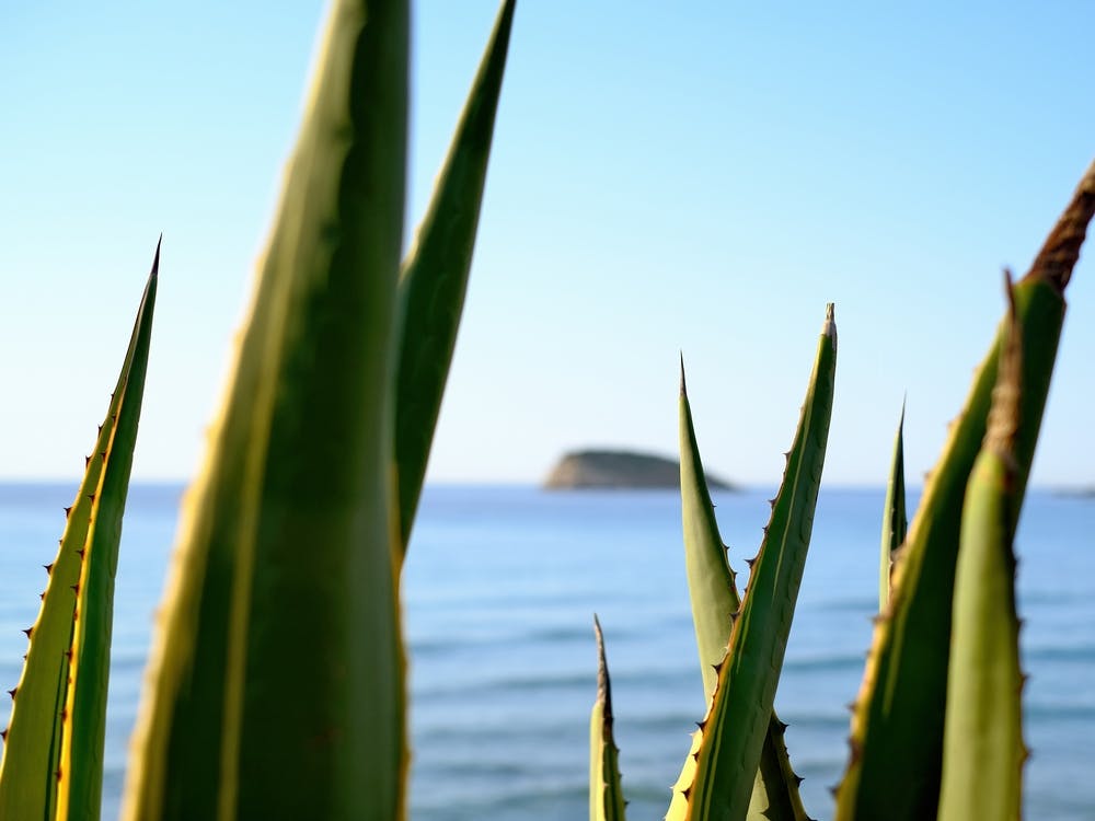 Agave with a Sea View // Ibiza Nature & Travel Photography