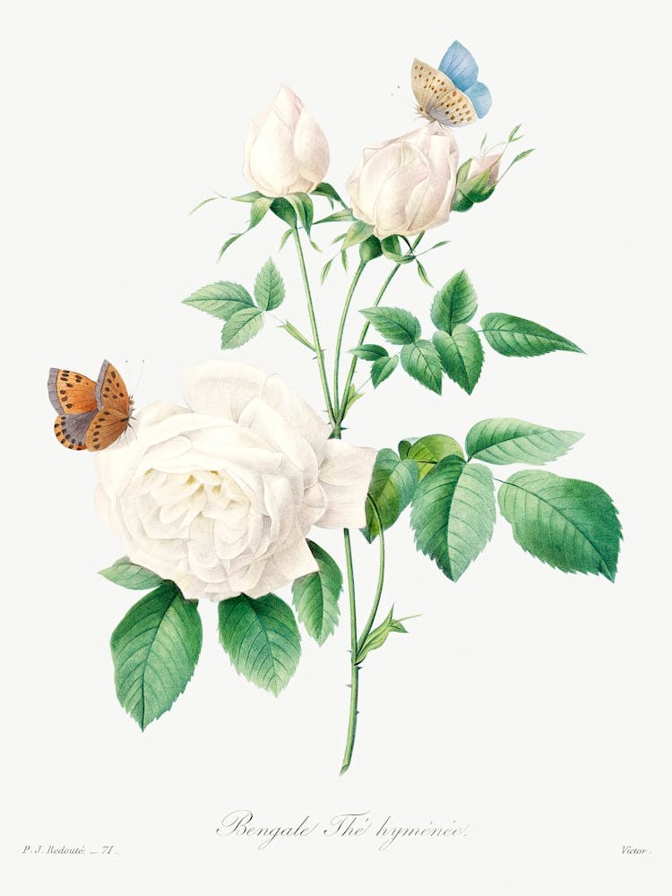 White Rose, Pierre Joseph Redoute