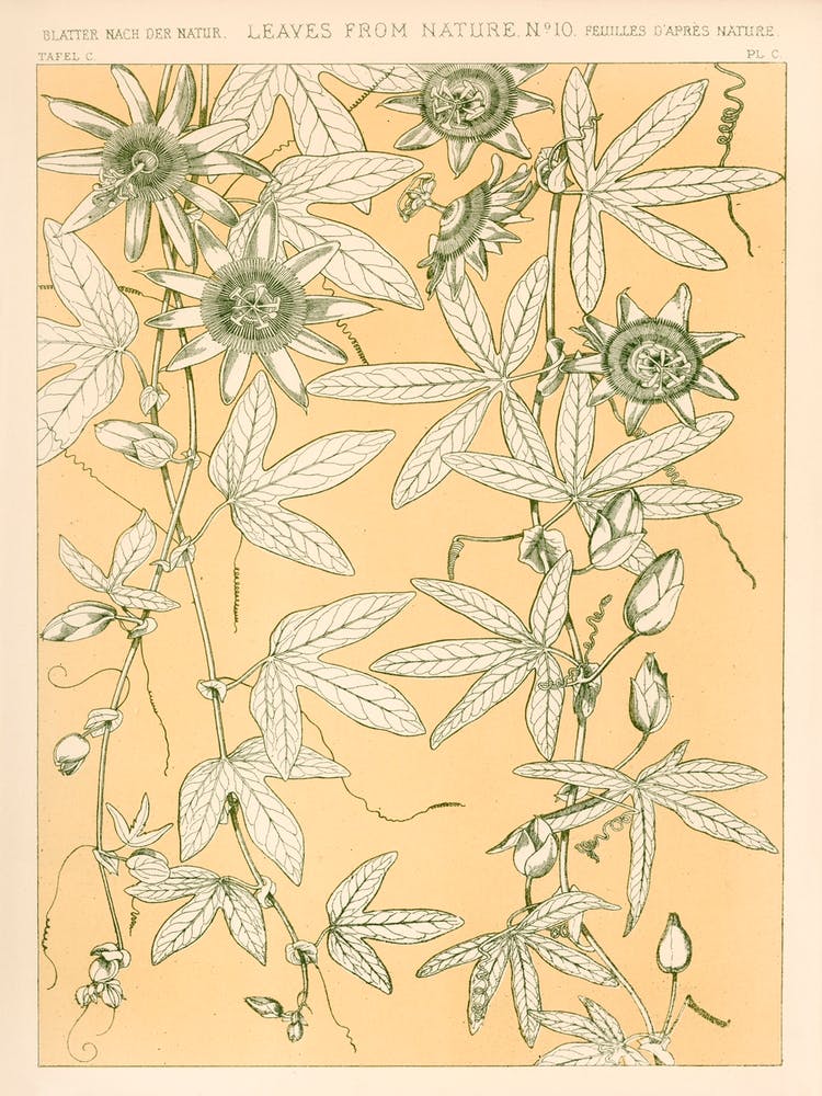 Vintage Pattern, Owen Jones