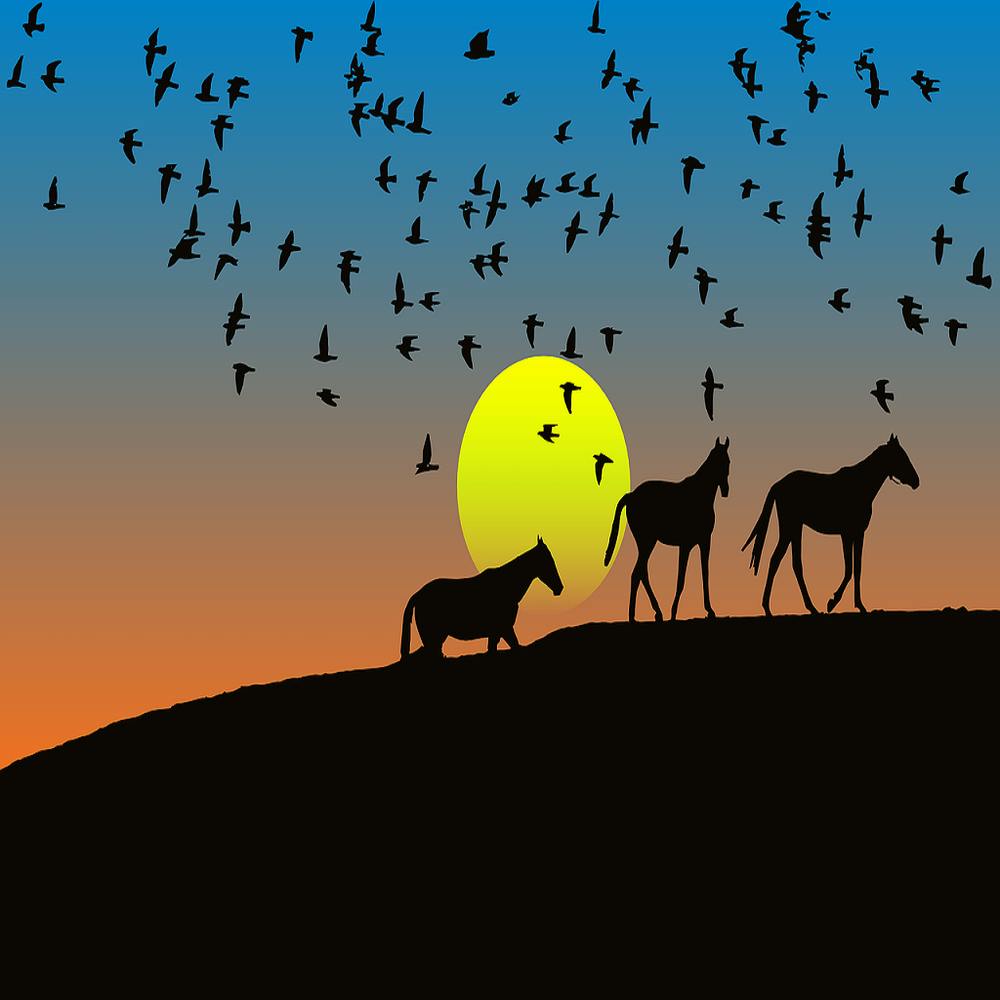 Horses and Birds with sunset