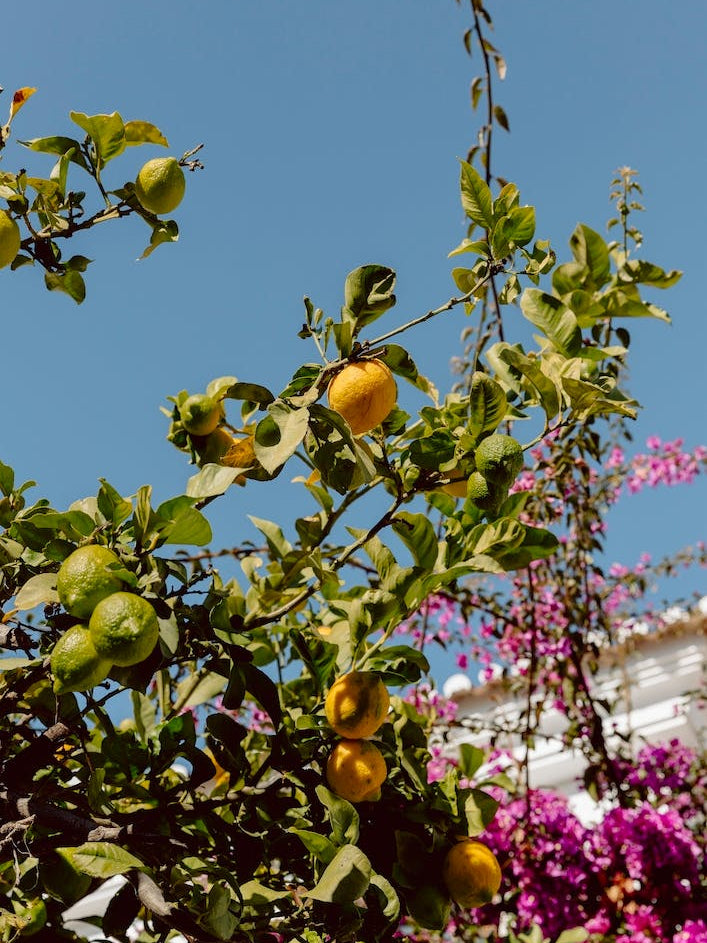 Lemon Tree