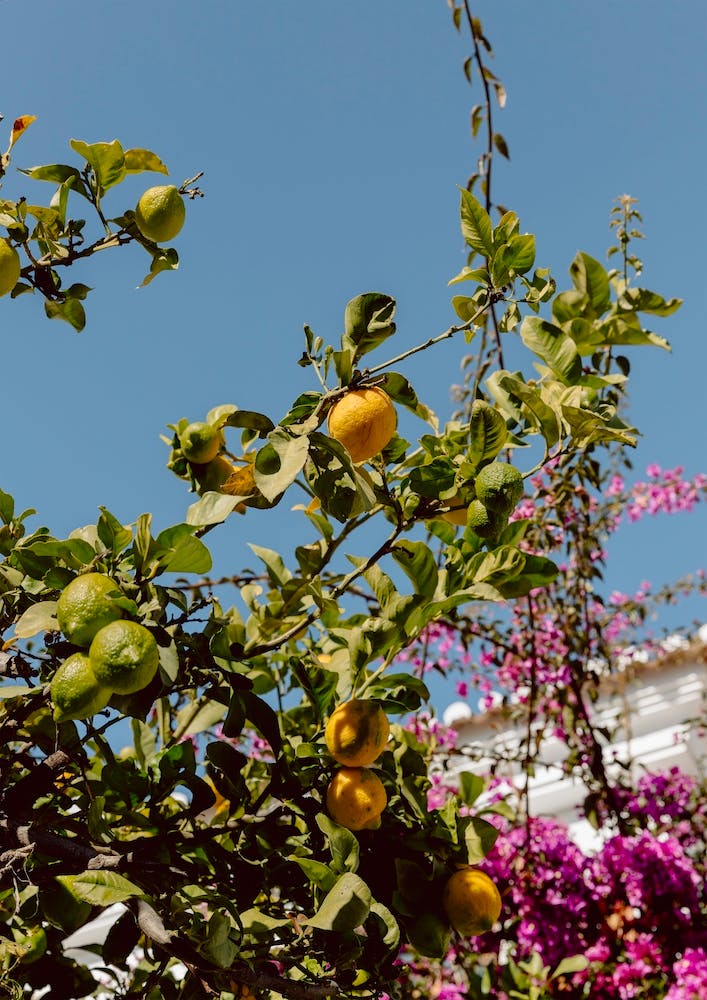 Lemon Tree