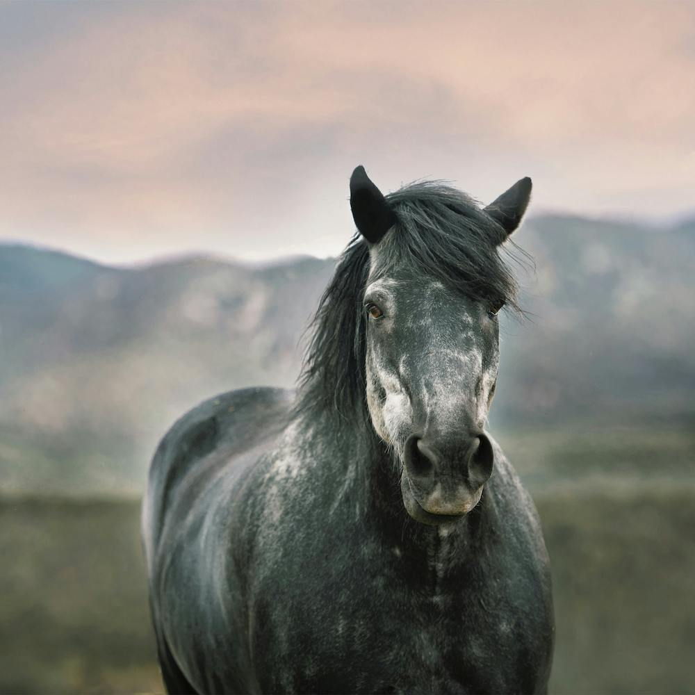 Grey Wild Horse