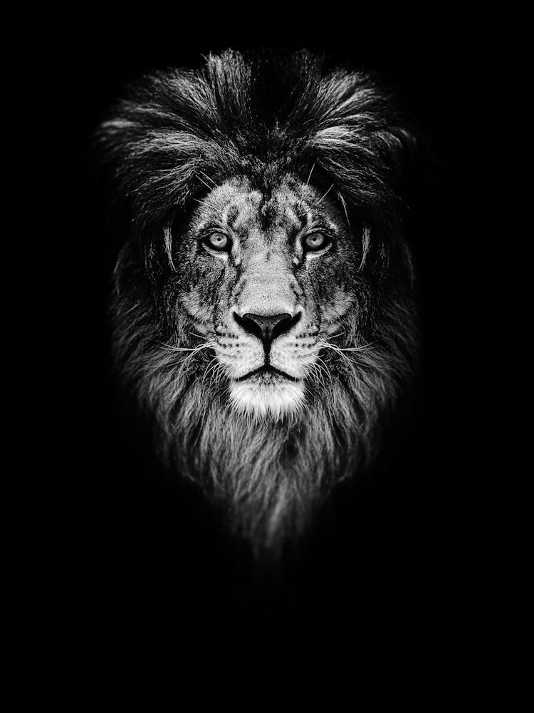 Lion Head