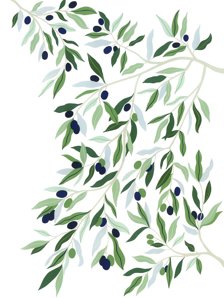 Mittelmeerpflanze Olivenbaum Botanisches Gemälde