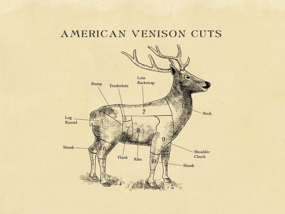American Venison Butcher Cuts Chart