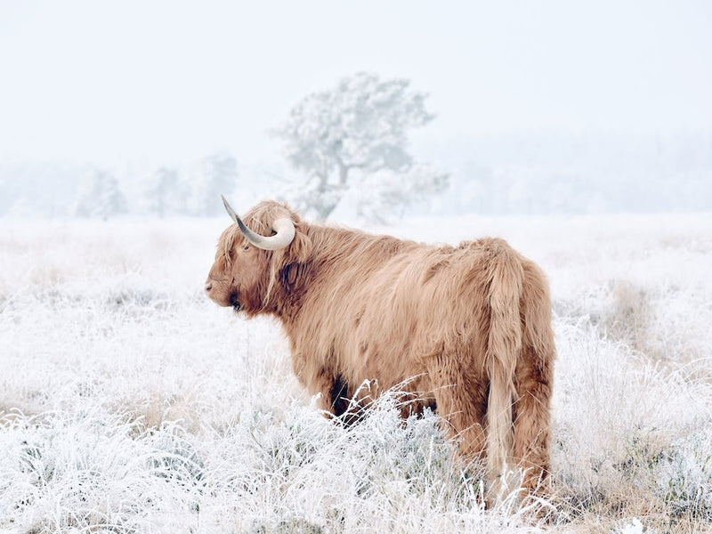 Frosty Winter Field