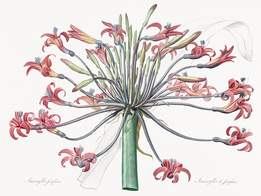 Josephine'S Lily Illustration From Les Liliacées, Pierre Joseph Redouté
