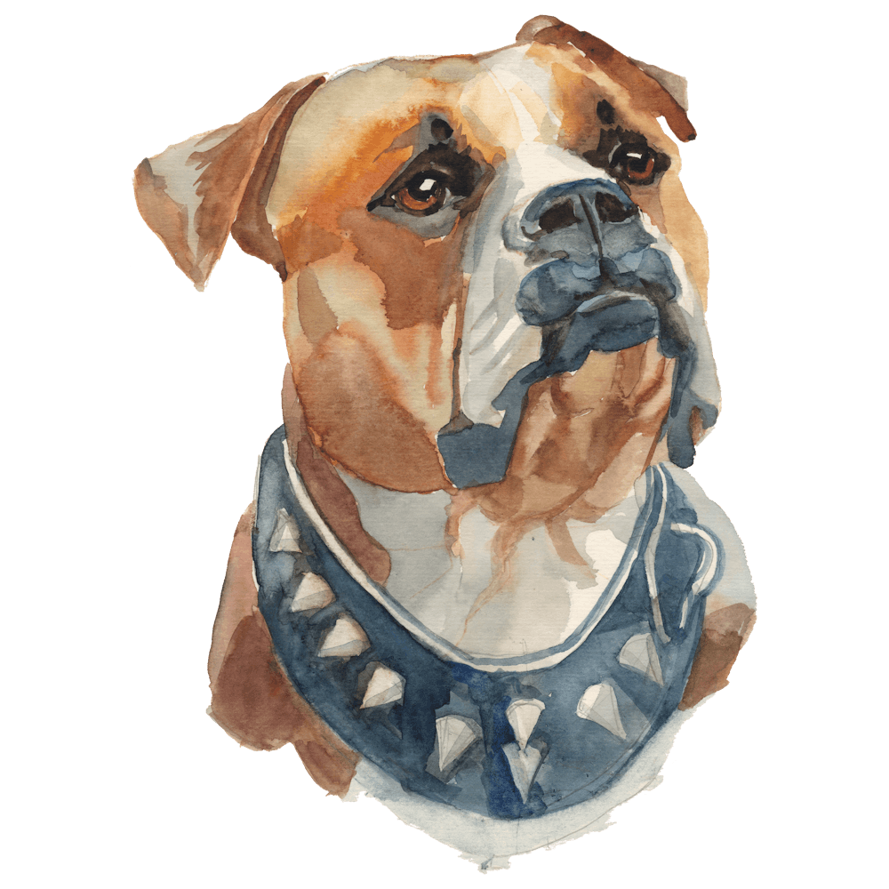 The American Bulldog