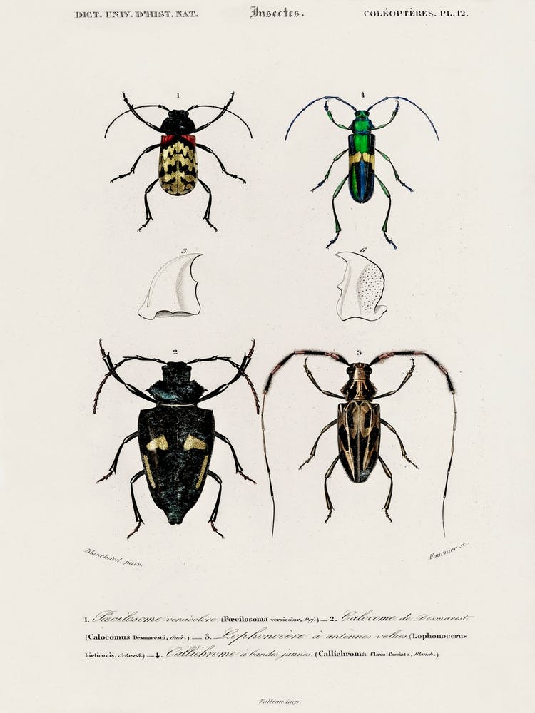 Different Types Of Beetles, Charles Dessalines D'Orbigny 3
