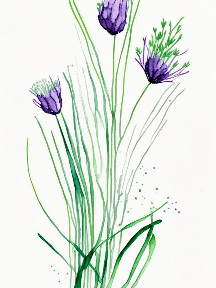 Chives Herb Minimalist Watercolour