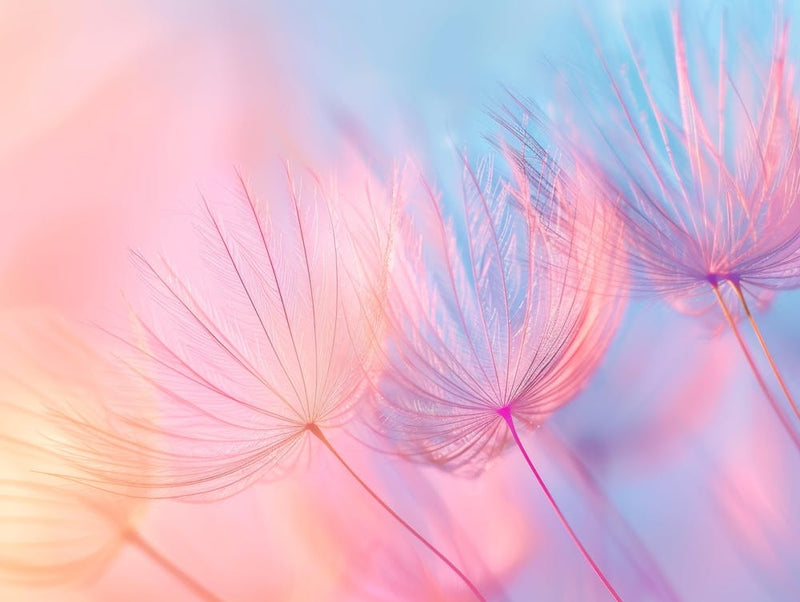 Dandelion Background