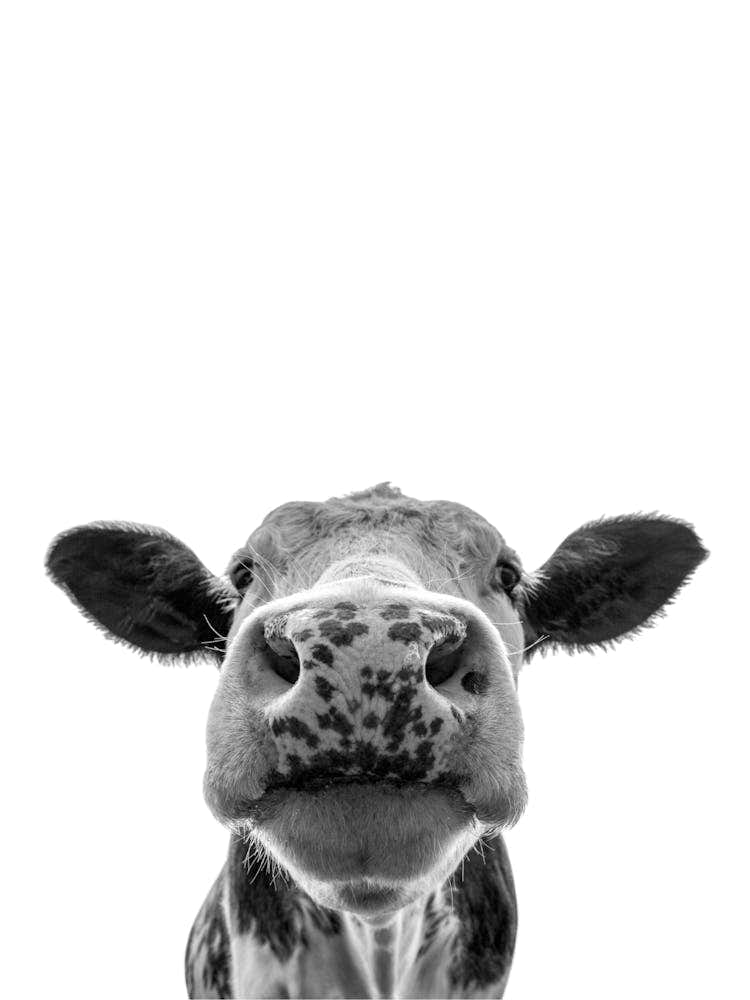 Cow Farm Animals Portrait
