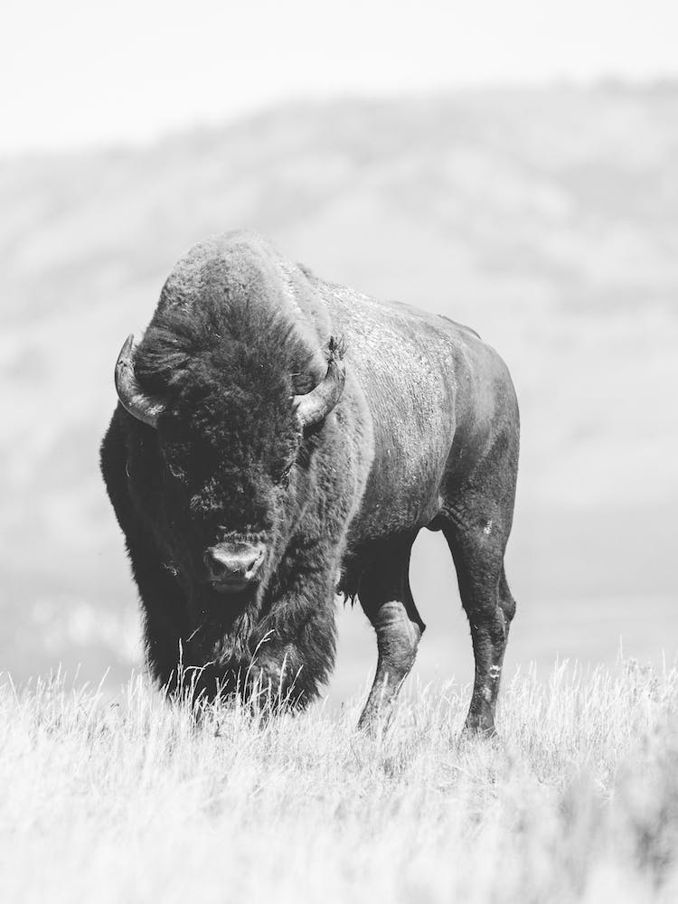 Bison On Hill
