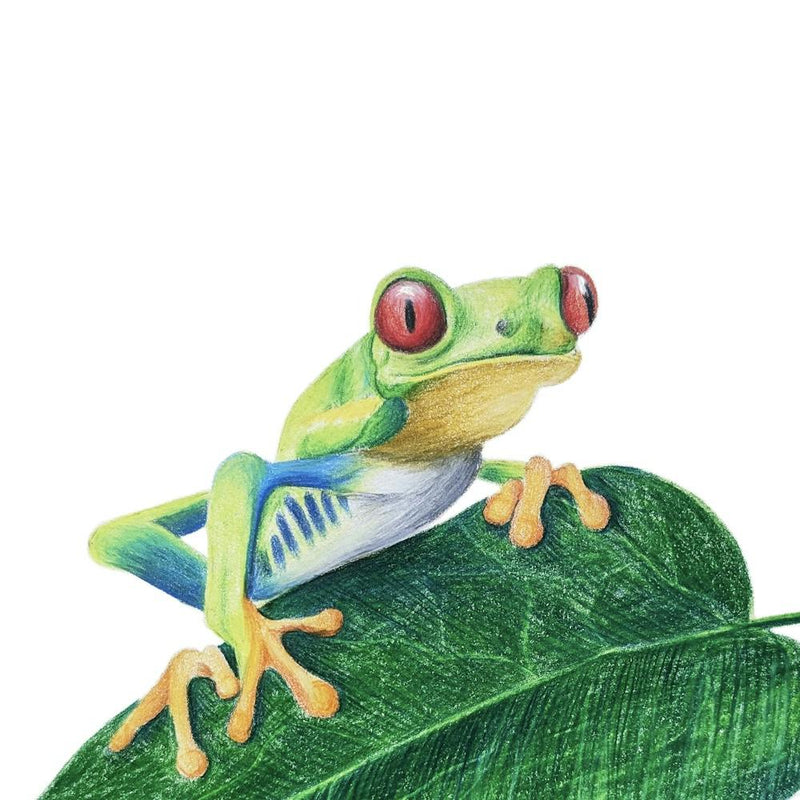 Tropical Red-Eyed Tree frog