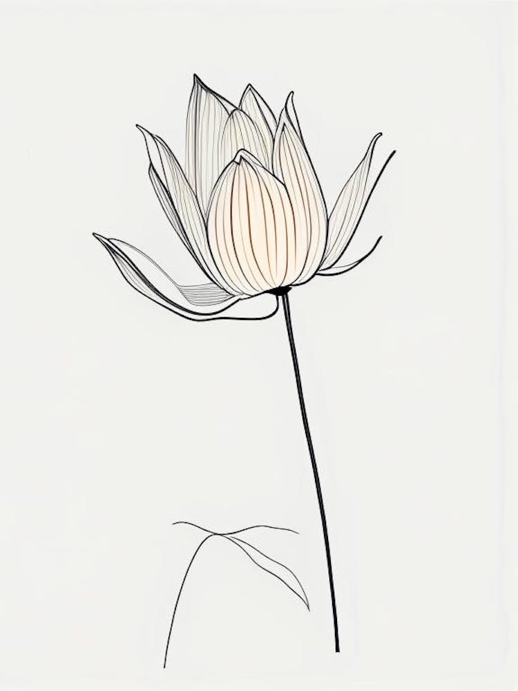 American Lotus Minimal Line Drawing 1