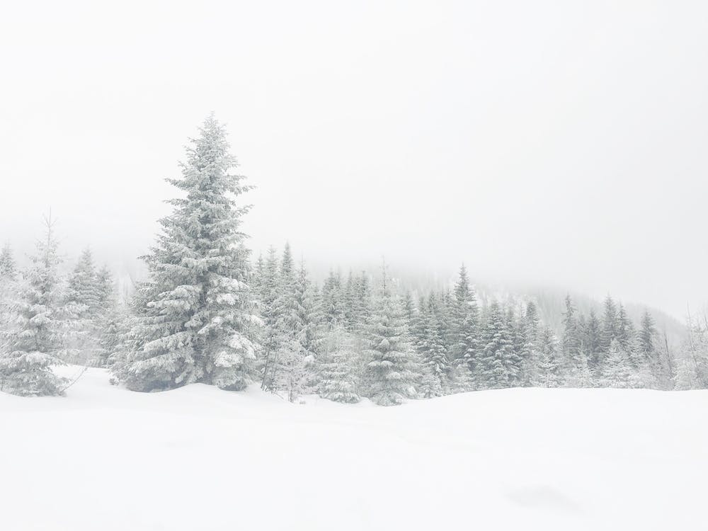 Snow Covered Forest