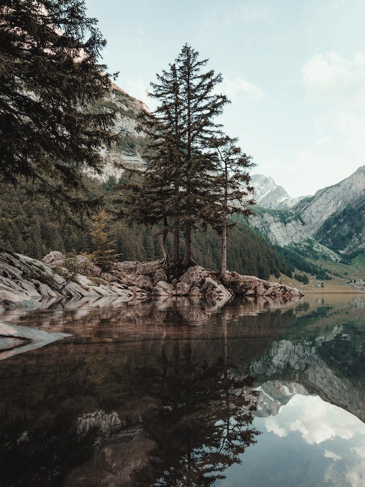 Pine Trees Along Lake