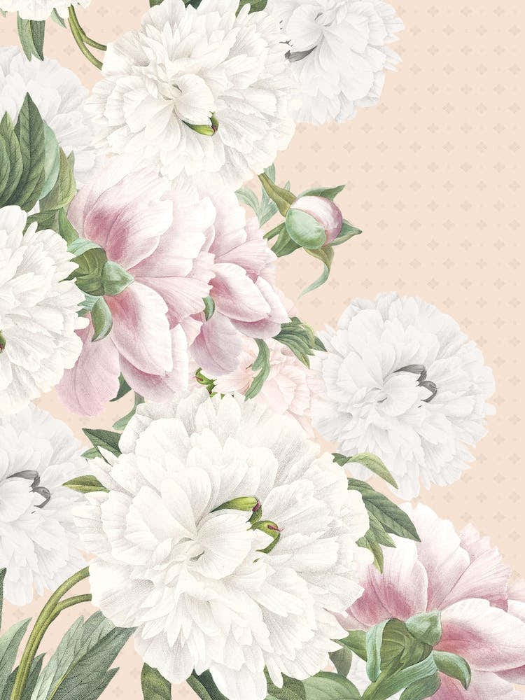 Vintage Cream Peonies