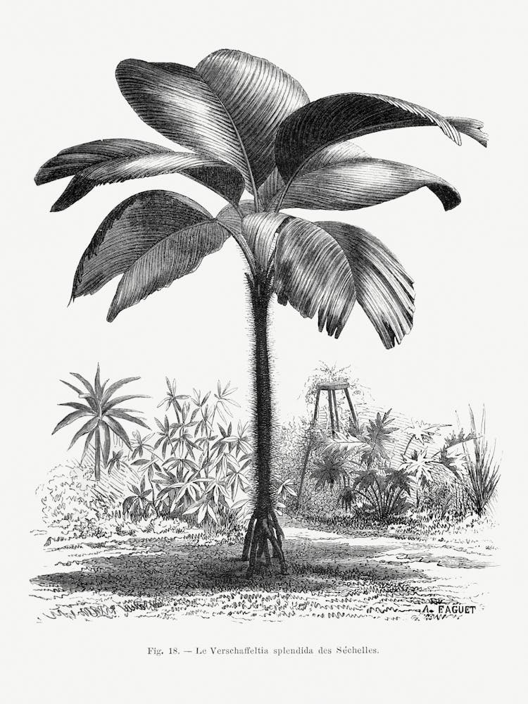 Vintage Palm Tree _2643185