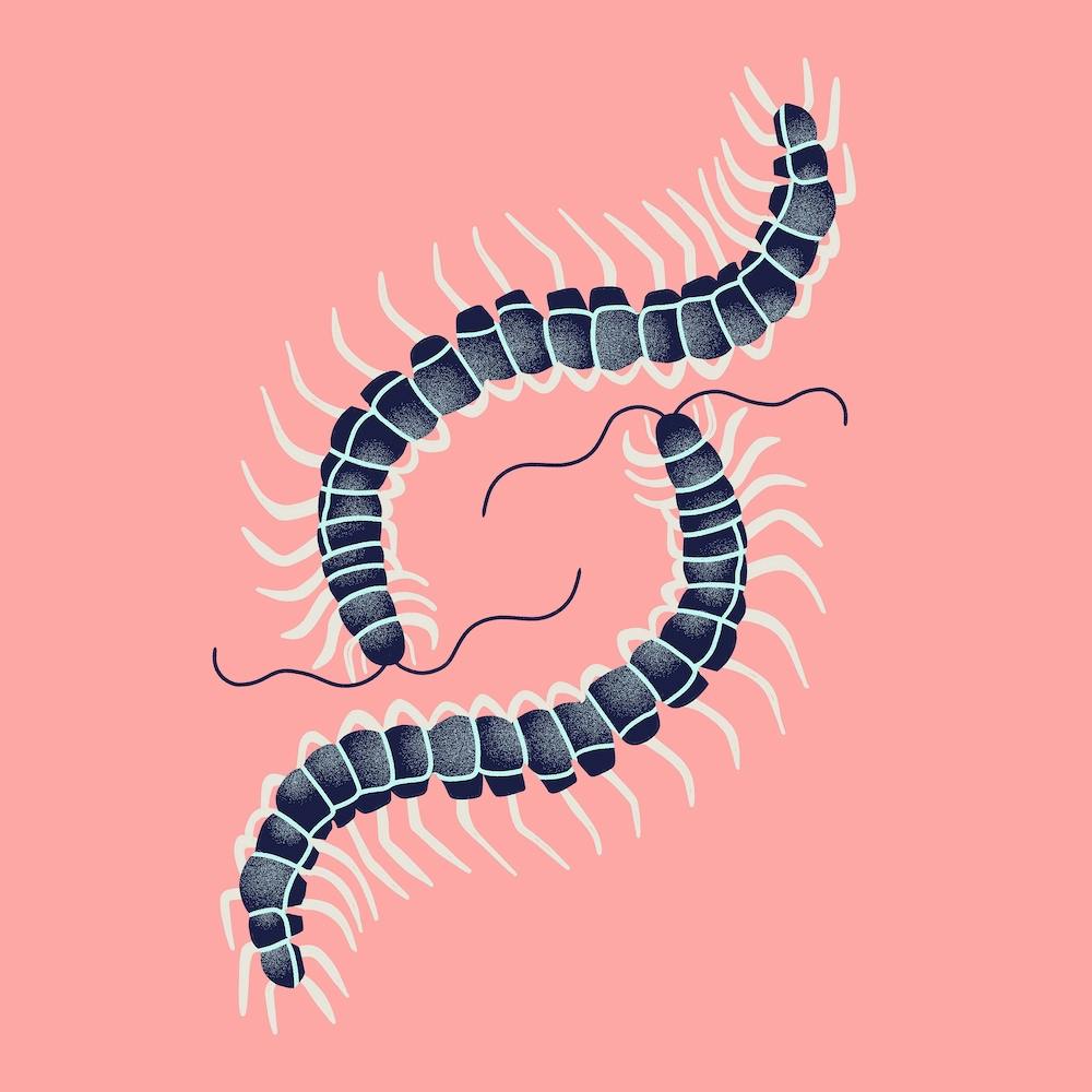 Centipede Square