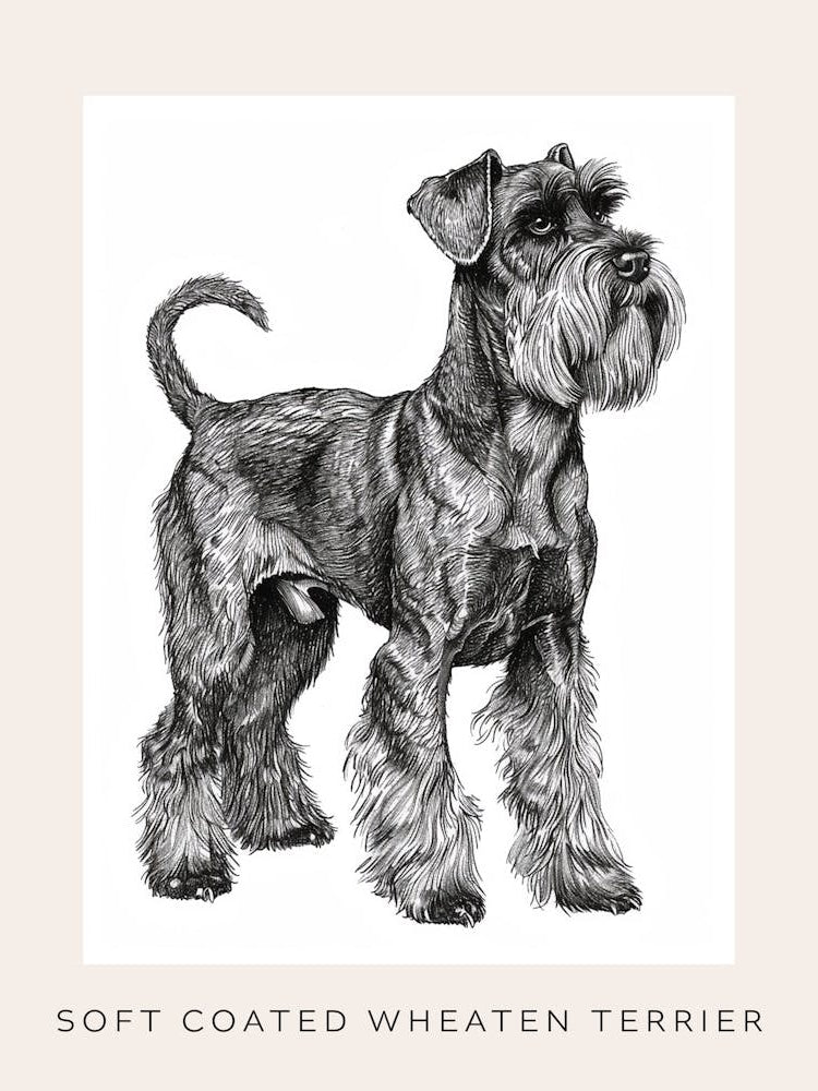 Soft Coated Wheaten Terrier Dog Line Sketch 1 Poster