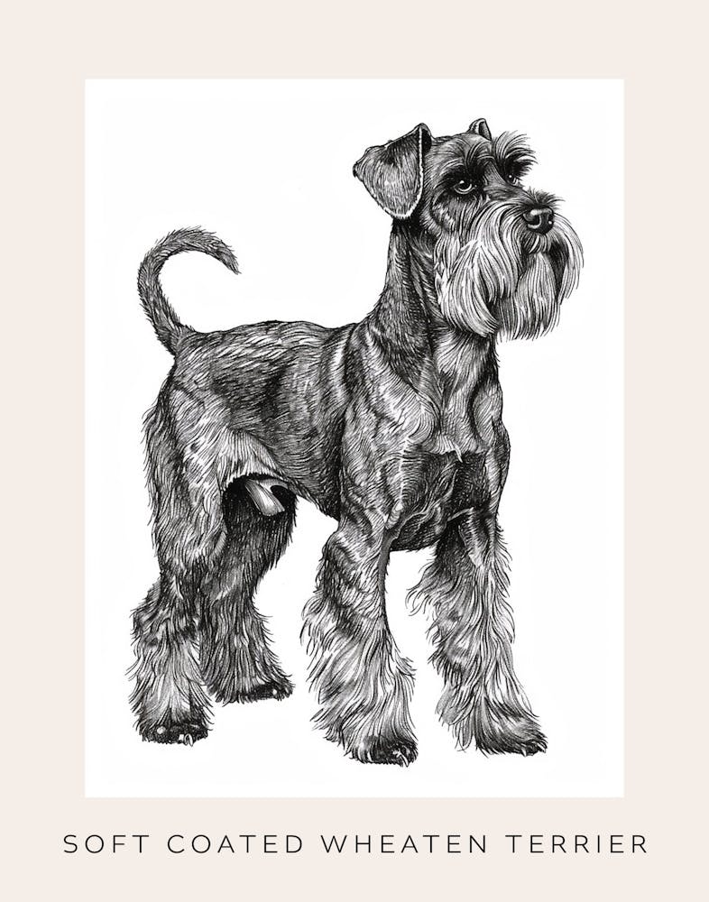 Soft Coated Wheaten Terrier Dog Line Sketch 1 Poster