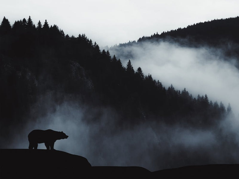 Misty Forest Bear