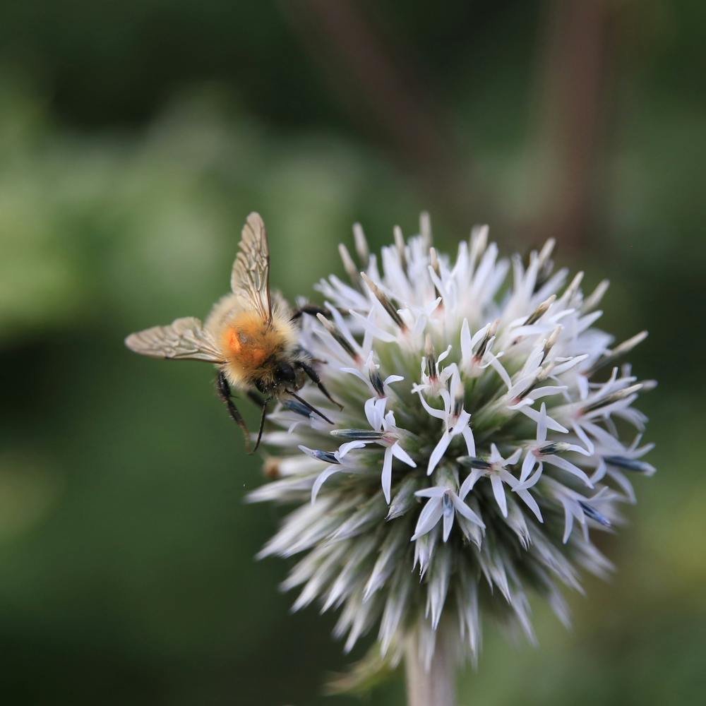 Bee On A Flower Ball