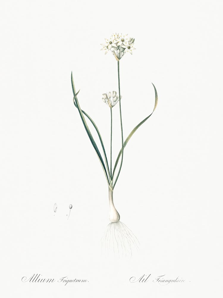 Three Cornered Leek Illustration From Les Liliacées (1805), Pierre Joseph Redoute