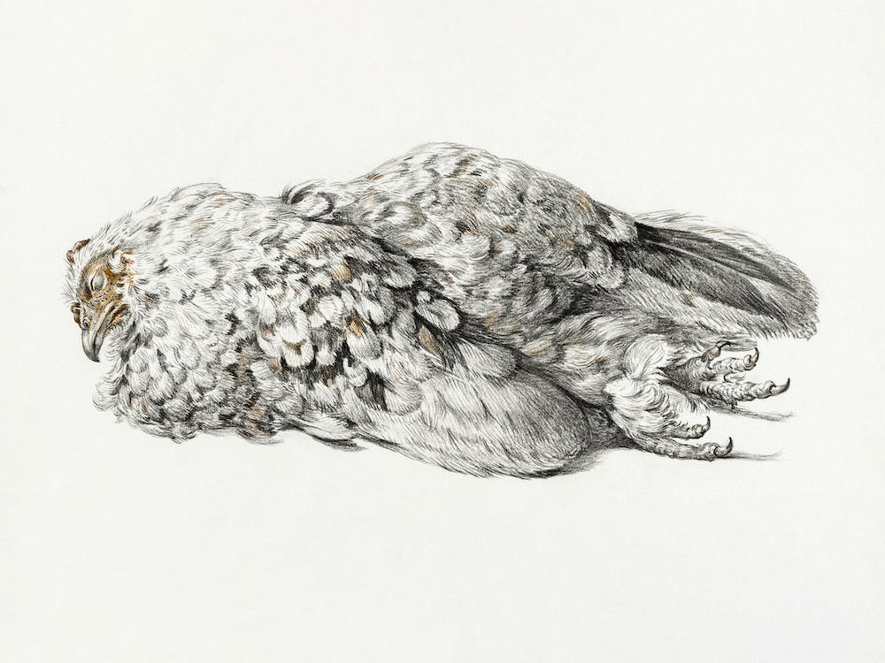 A Dead Chicken (1827), Jean Bernard